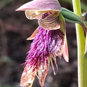 Calochilus platychilus at Carwoola, NSW - suppressed