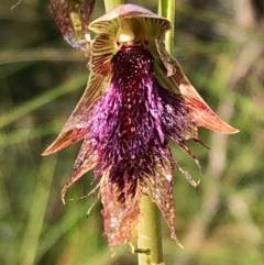 Calochilus platychilus at Carwoola, NSW - suppressed