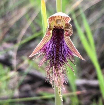 Calochilus platychilus (Purple Beard Orchid) at Carwoola, NSW - 17 Oct 2020 by MeganDixon