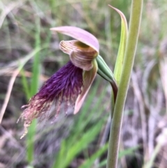 Calochilus platychilus at Carwoola, NSW - suppressed