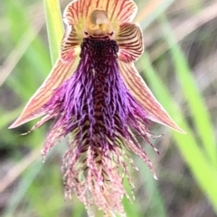 Calochilus platychilus at Carwoola, NSW - suppressed