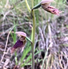 Calochilus platychilus at Carwoola, NSW - suppressed