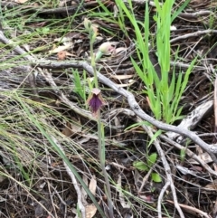 Calochilus platychilus at Carwoola, NSW - 17 Oct 2020