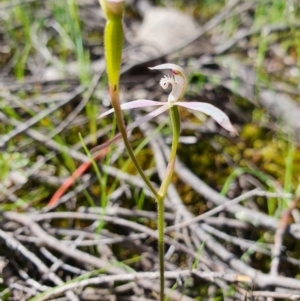 Caladenia ustulata at Denman Prospect, ACT - 9 Oct 2020