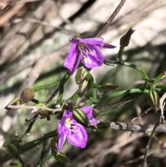 Thysanotus patersonii (Twining Fringe Lily) at Stony Creek Nature Reserve - 17 Oct 2020 by MeganDixon