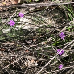 Thysanotus patersonii at Carwoola, NSW - 17 Oct 2020 02:00 PM