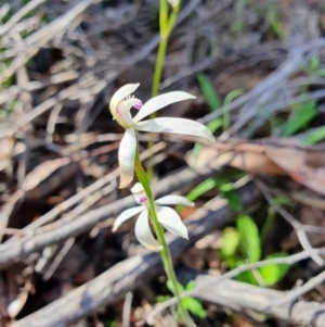 Caladenia ustulata at Denman Prospect, ACT - 9 Oct 2020