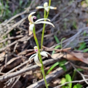 Caladenia ustulata at Denman Prospect, ACT - 9 Oct 2020