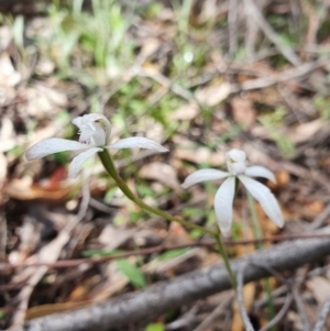 Caladenia ustulata at Denman Prospect, ACT - 9 Oct 2020