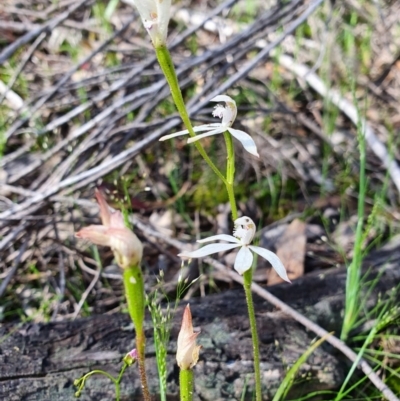 Caladenia ustulata (Brown Caps) at Denman Prospect, ACT - 9 Oct 2020 by nic.jario