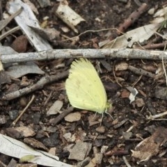 Eurema smilax (Small Grass-yellow) at Aranda, ACT - 18 Oct 2020 by KMcCue