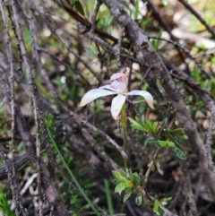 Caladenia ustulata (Brown Caps) at Denman Prospect, ACT - 9 Oct 2020 by nic.jario