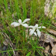 Caladenia ustulata (Brown Caps) at Denman Prospect, ACT - 9 Oct 2020 by nic.jario