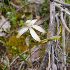 Caladenia ustulata (Brown caps) at Denman Prospect, ACT - 9 Oct 2020 by nic.jario