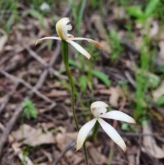 Caladenia ustulata (Brown Caps) at Denman Prospect, ACT - 9 Oct 2020 by nic.jario