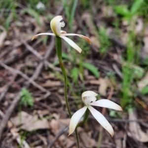 Caladenia ustulata at Denman Prospect, ACT - suppressed