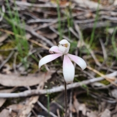 Caladenia ustulata (Brown caps) at Denman Prospect, ACT - 9 Oct 2020 by nic.jario