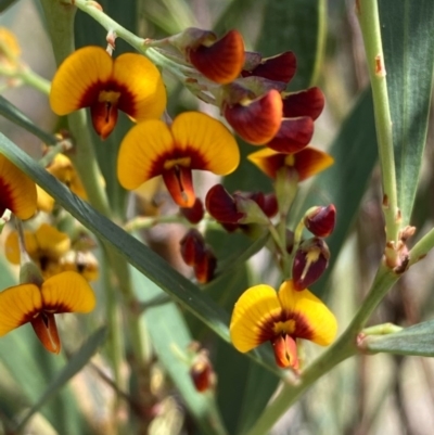 Daviesia mimosoides (Bitter Pea) at Burra, NSW - 17 Oct 2020 by Safarigirl