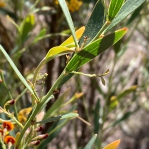 Daviesia mimosoides at Burra, NSW - 17 Oct 2020