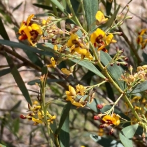 Daviesia mimosoides at Burra, NSW - 17 Oct 2020