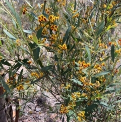 Daviesia mimosoides at Burra, NSW - 17 Oct 2020
