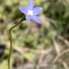 Wahlenbergia sp. (Bluebell) at Burra, NSW - 17 Oct 2020 by Safarigirl
