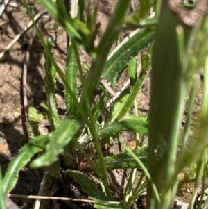 Wahlenbergia sp. at Burra, NSW - 17 Oct 2020