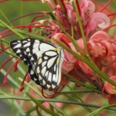 Belenois java (Caper White) at Aranda, ACT - 16 Oct 2020 by KMcCue