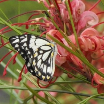 Belenois java (Caper White) at Aranda, ACT - 16 Oct 2020 by KMcCue