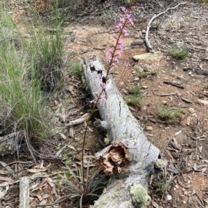 Stylidium armeria subsp. armeria at Burra, NSW - 17 Oct 2020