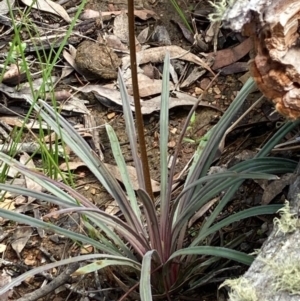 Stylidium armeria subsp. armeria at Burra, NSW - 17 Oct 2020