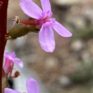 Stylidium armeria subsp. armeria at Burra, NSW - 17 Oct 2020