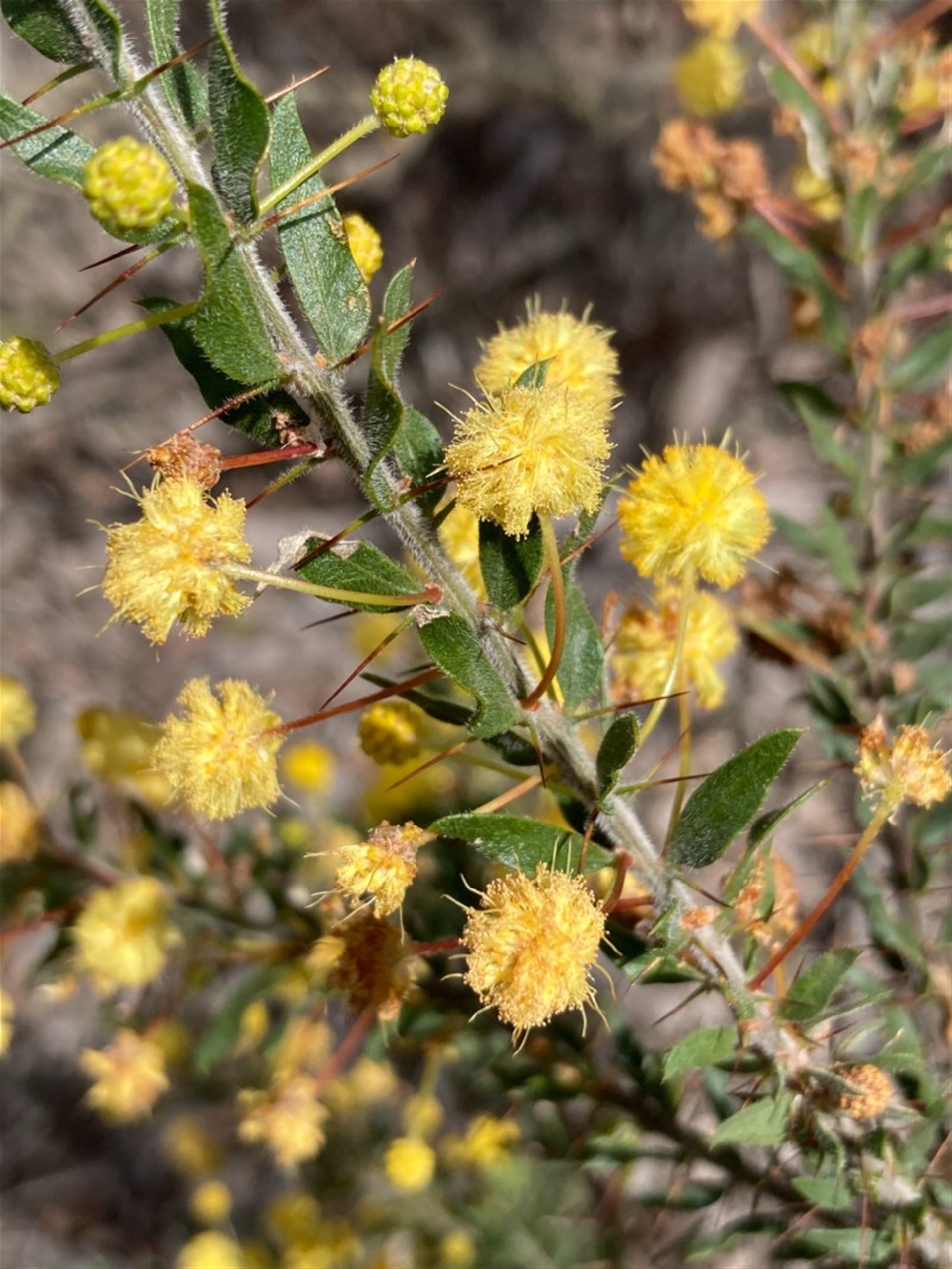 Acacia paradoxa at Burra, NSW - 17 Oct 2020 03:07 PM