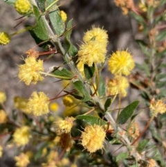 Acacia paradoxa (Kangaroo Thorn) at Burra, NSW - 17 Oct 2020 by Safarigirl
