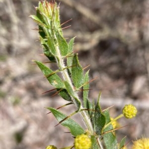 Acacia paradoxa at Burra, NSW - 17 Oct 2020