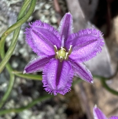 Thysanotus patersonii (Twining Fringe Lily) at Burra, NSW - 17 Oct 2020 by Safarigirl