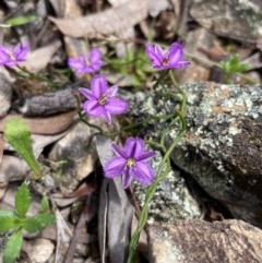 Thysanotus patersonii at Burra, NSW - 17 Oct 2020 02:16 PM