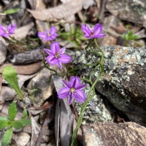 Thysanotus patersonii at Burra, NSW - 17 Oct 2020 02:16 PM