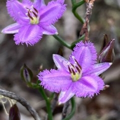 Thysanotus patersonii at Burra, NSW - 17 Oct 2020 02:16 PM