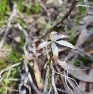 Caladenia ustulata at Denman Prospect, ACT - suppressed