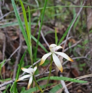 Caladenia ustulata at Denman Prospect, ACT - 9 Oct 2020