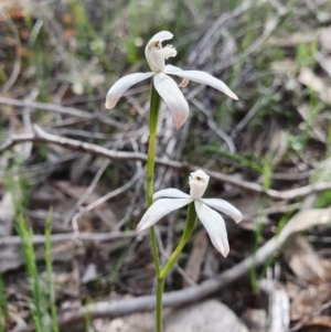 Caladenia ustulata at Denman Prospect, ACT - 9 Oct 2020