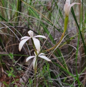 Caladenia ustulata at Denman Prospect, ACT - 9 Oct 2020