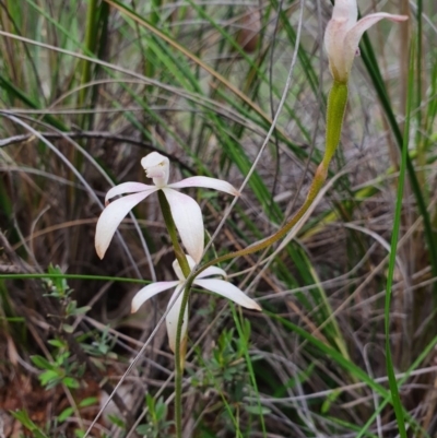 Caladenia ustulata (Brown Caps) at Denman Prospect, ACT - 9 Oct 2020 by nic.jario