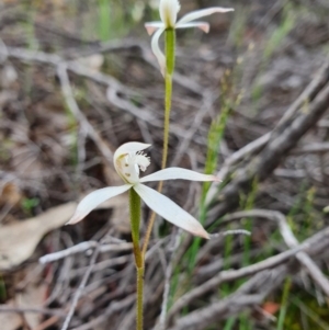 Caladenia ustulata at Denman Prospect, ACT - suppressed