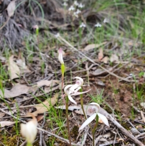 Caladenia ustulata at Denman Prospect, ACT - suppressed