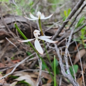 Caladenia ustulata at Denman Prospect, ACT - 9 Oct 2020