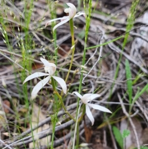 Caladenia ustulata at Denman Prospect, ACT - 9 Oct 2020