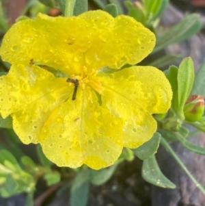 Hibbertia obtusifolia at Burra, NSW - 17 Oct 2020 09:56 AM