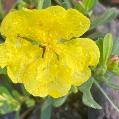 Hibbertia obtusifolia (Grey Guinea-flower) at QPRC LGA - 16 Oct 2020 by Safarigirl